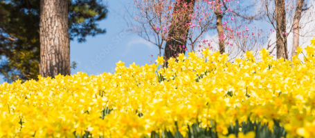 서산 유기방가옥 2025 수선화 축제1