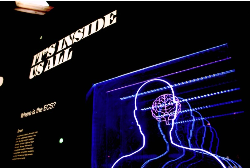 뇌기능 개선제: 효능, 부작용, 그리고 추천 제품 3가지