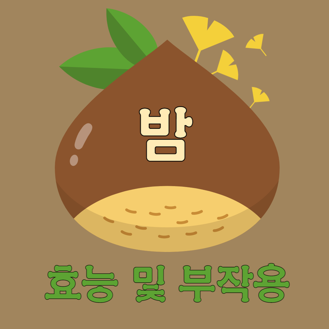 밤 효능 부작용 밤나무 chestnut 좋은 점 도움