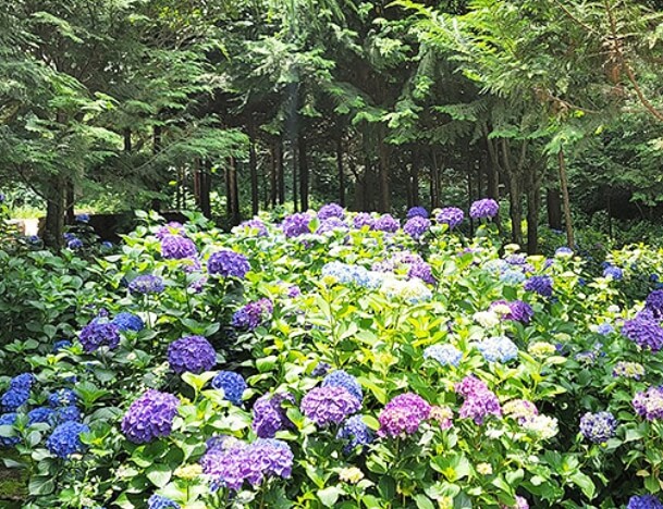 우드랜드(3)