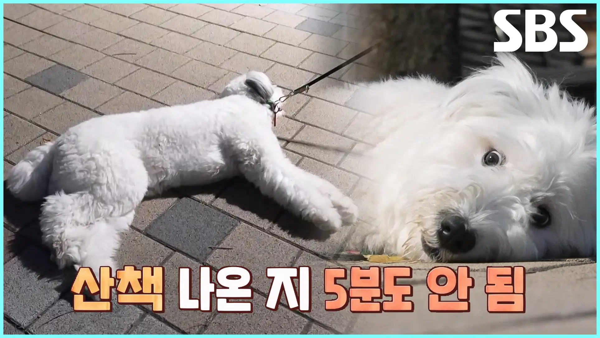 동물농장 재방송 시간 다시보기