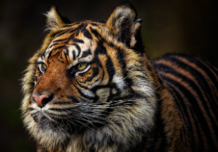 호랑이띠 2025년 운세