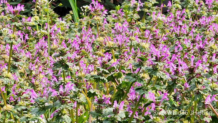 층층이꽃(Clinopodium chinense),꽃층층이