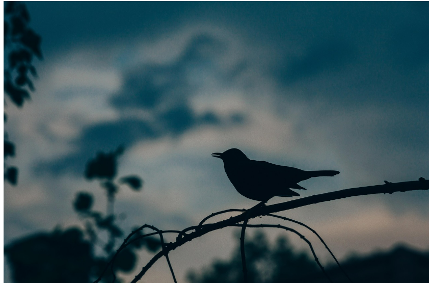 다크 트라이어드(Dark Triad): 매력적인 사람들의 어두운 심리