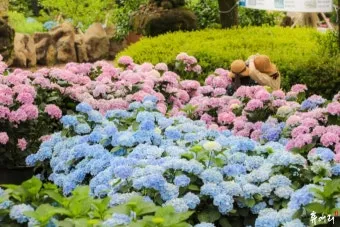 제주 여름 축제 일정표 불꽃놀이 포함 행사 소개_23