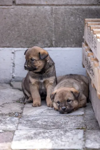 새끼강아지무료분양 멍멍이 가족 맞이 꿀팁_22