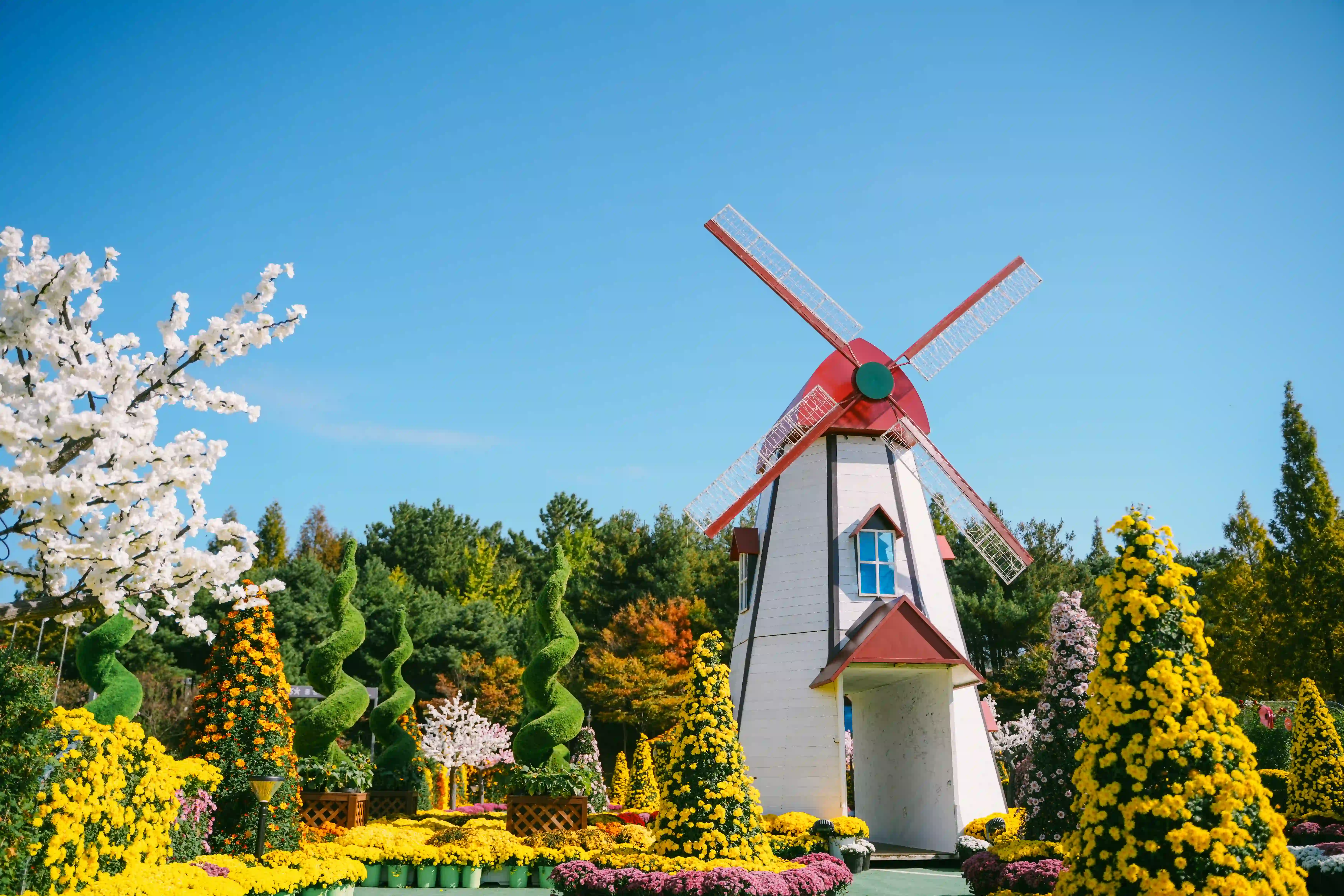 국화 분재 특별전시