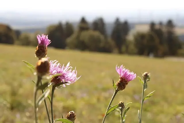 엉겅퀴 효능과 부작용 총정리 &amp;#124; 간 건강에 좋은 이유는?