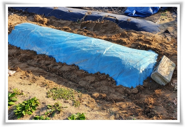 "남은 김장 배추 보관법" 땅속에 묻기/냉장/냉동 보관 등 오래 보관하는 법!