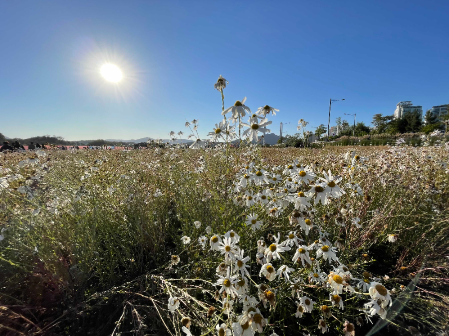 양주 나리농원 꽃 축제