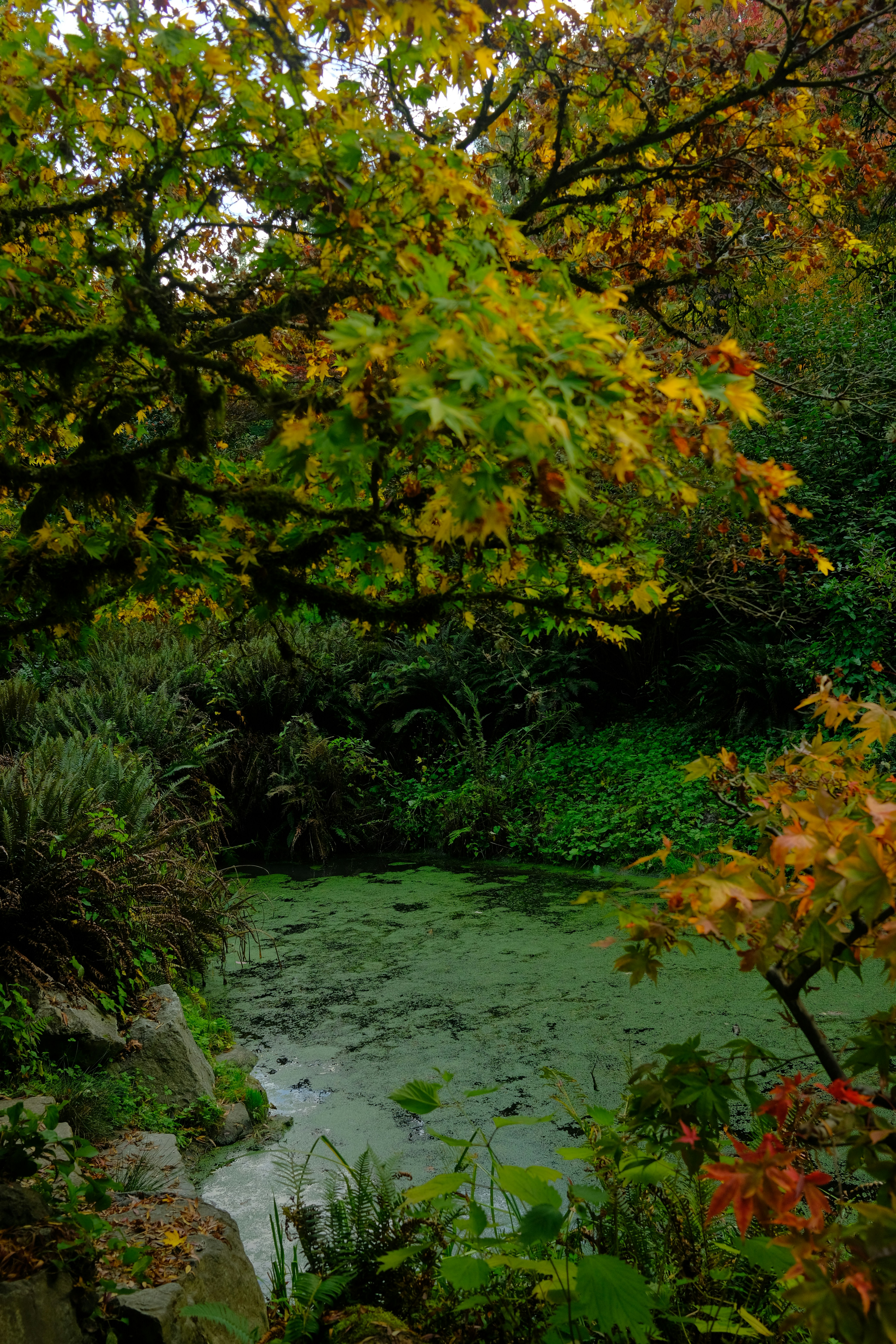 안토시아닌 효능 안토시아닌 많은 과일 및 음식 안토시아닌 영양제 쌀