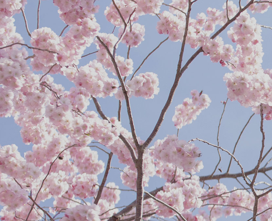 벚꽃