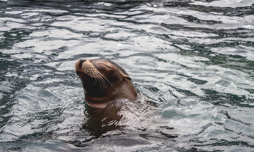 Seal