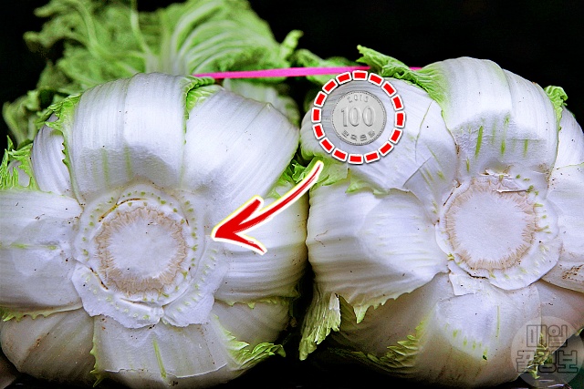 맛있는 김장배추 고르는법,절임배추 고르기 가격,김장 김치,김치냉장고