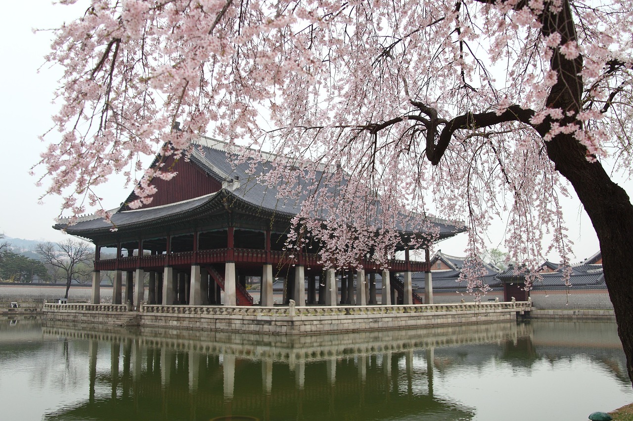 벚꽃 사진
