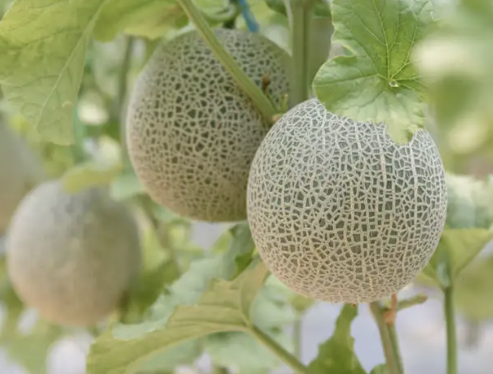 멜론 효능