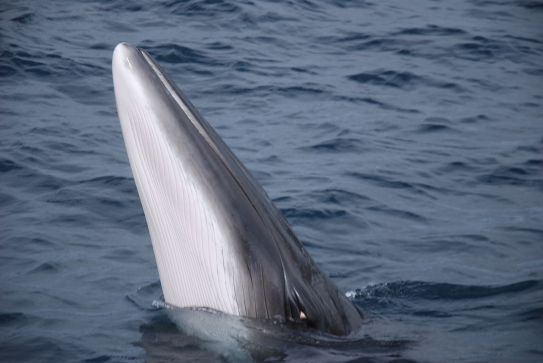 Naver Whale