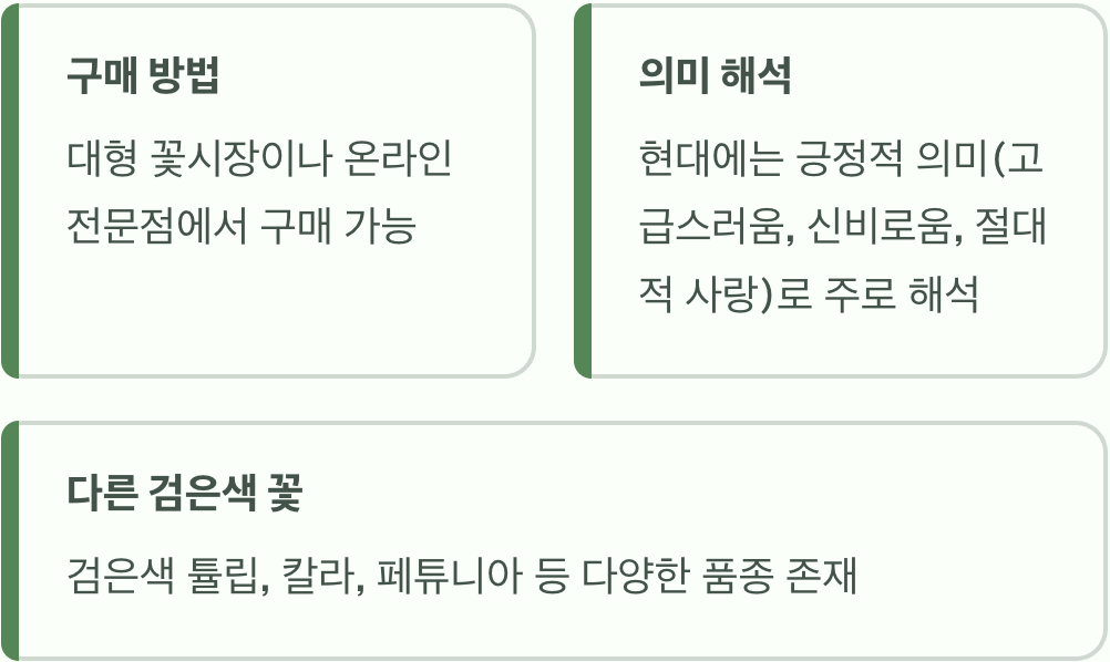 흑장미 꽃말, '영원한 사랑'일까 '슬픈 이별'일까? (숨겨진 의미)