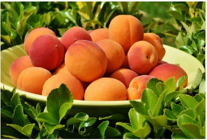 신선한 과일사진