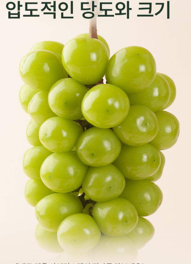 탐라왕 샤인머스캣