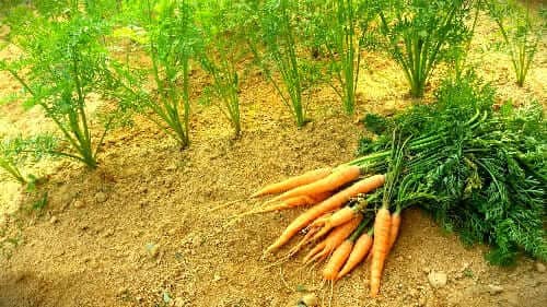 당근-키우기