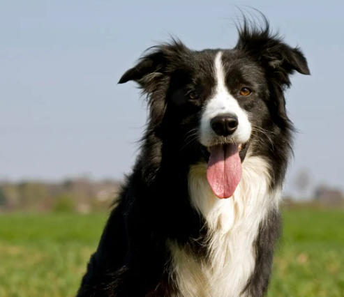 오래 사는 강아지 품종 TOP 7과 장수 비결