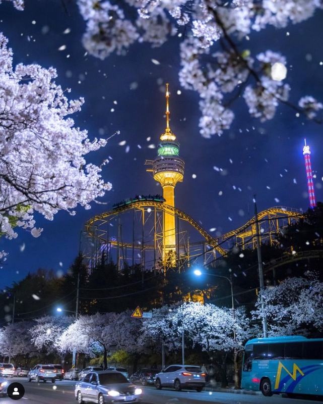 이월드 벚꽃축제