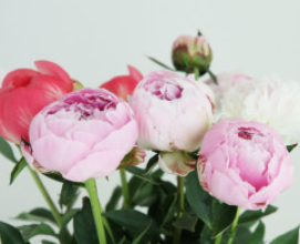 작약 구근 심기