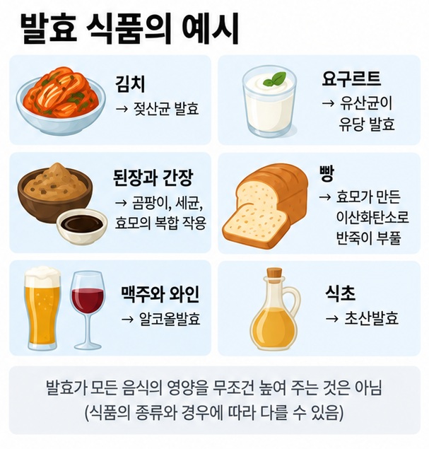 김치 요구르트 된장 빵 술 식초의 대표 발효 과정을 정리한 이미지
