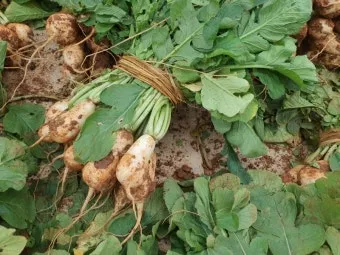 무 재배 솎아주기 토양 소독 비닐 멀칭_7