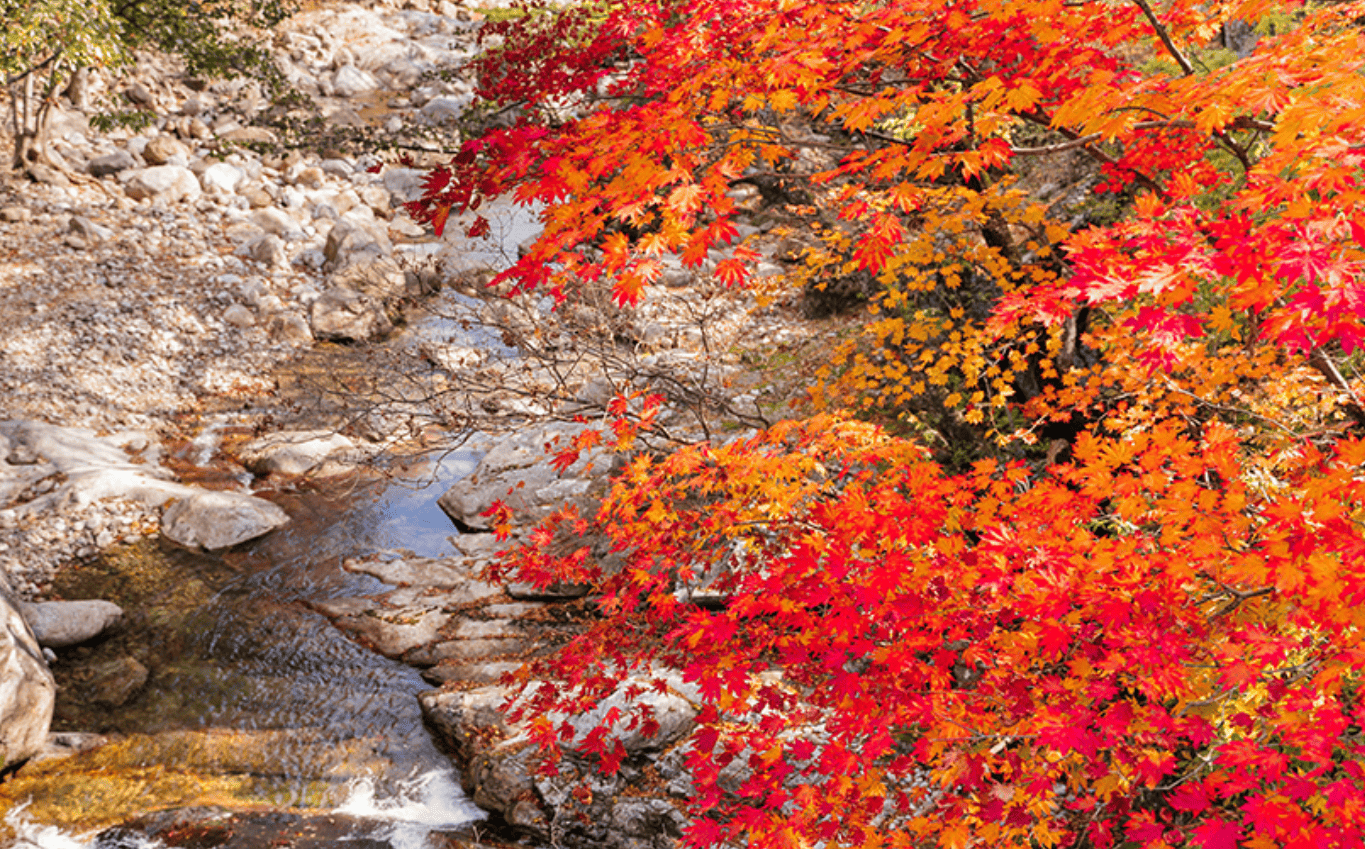 피아골 가을 등산 코스