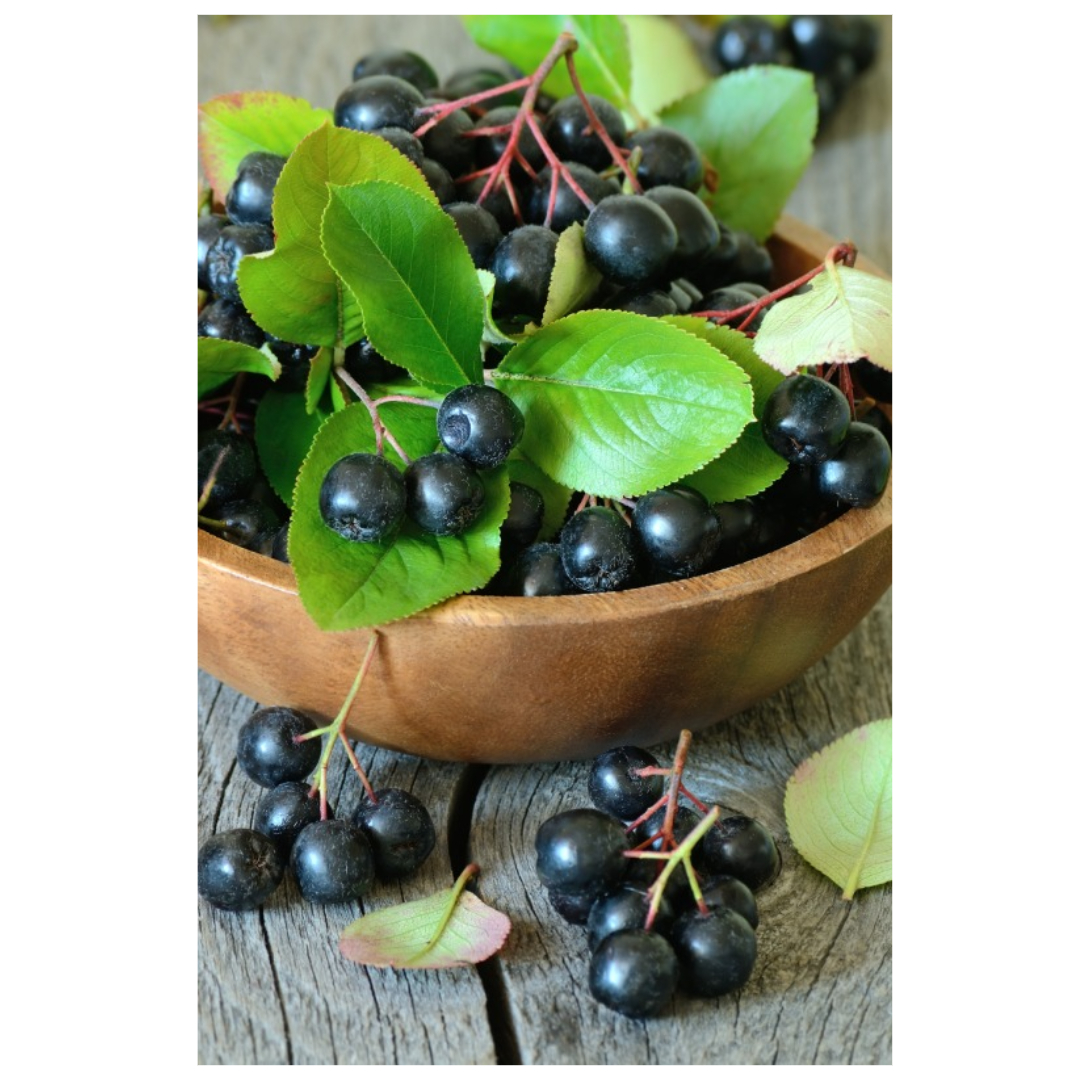 아로니아와 관련된 사진입니다.