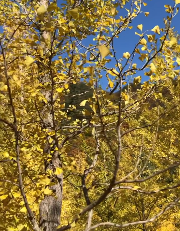 홍천은행나무숲-절정-개방시간