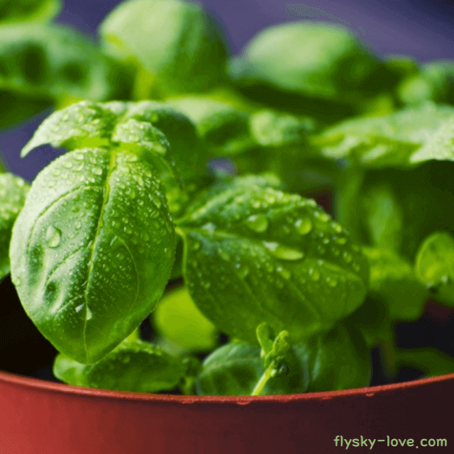 바질 (Basil) 바질 오일