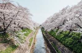 벚꽃