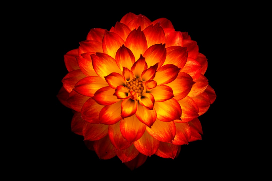Bloom.