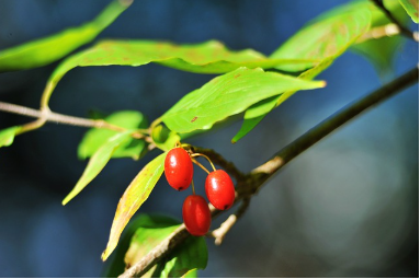 산수유 효능 부작용