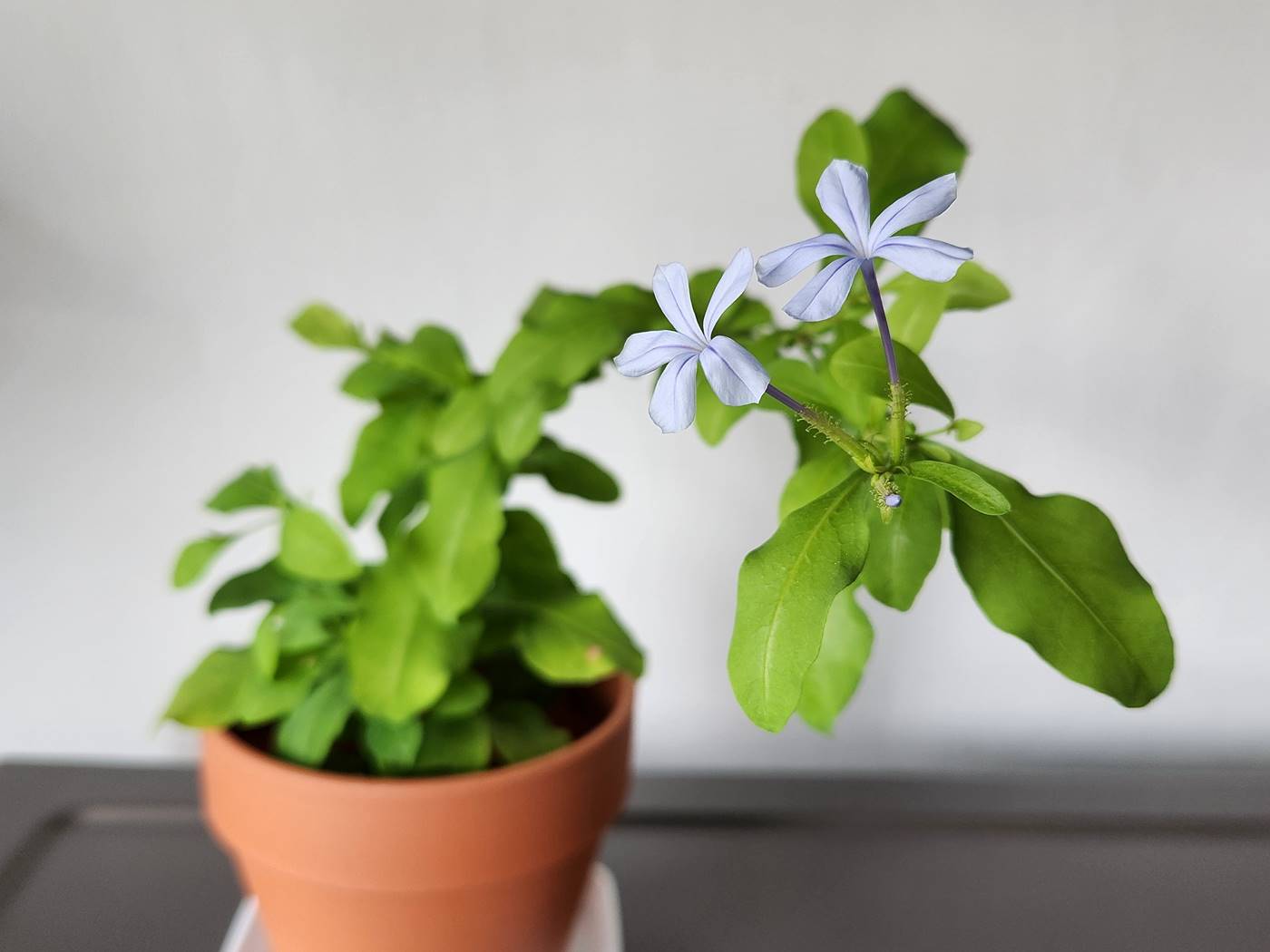 플럼바고 Plumbago