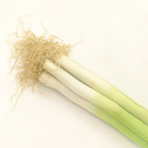 파뿌리차_섭취_추천방법