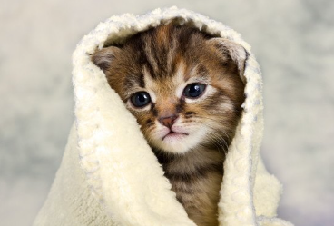 수건을 쓰는 아기 고양이.