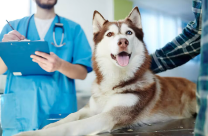 시베리안 허스키