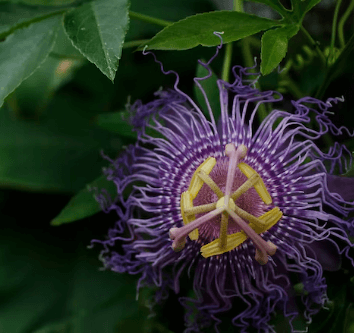 수면영양제 고르는 법 - 시계꽃_9