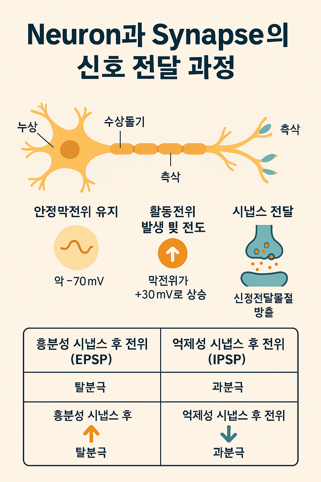 신경계의 전기적·화학적 신호 전달 과정관련 이미지
