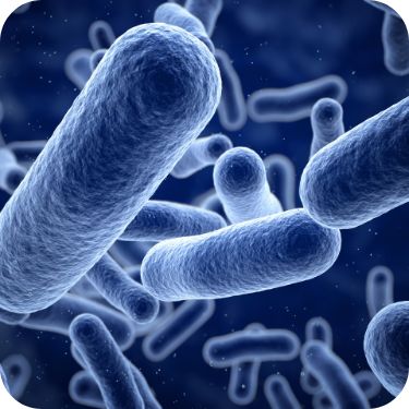 프로바이오틱스 유산균 추천