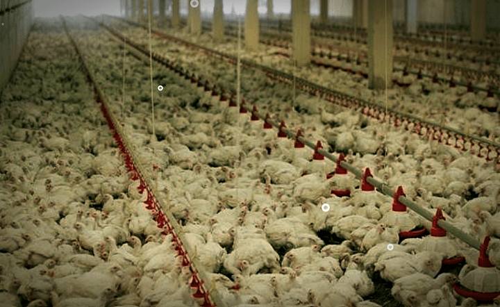 조류인플루엔자