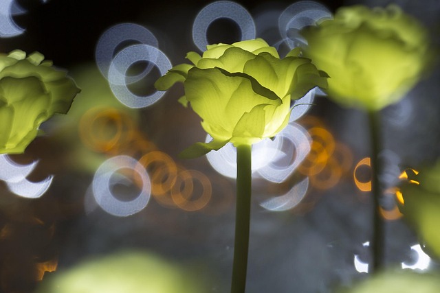 함평나비축제 기간 및 입장료