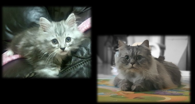 고양이 심장사사충