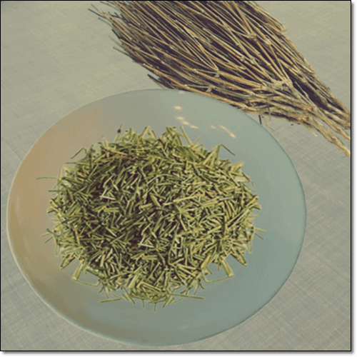 마황 효능 및 하루 섭취량과 주의점