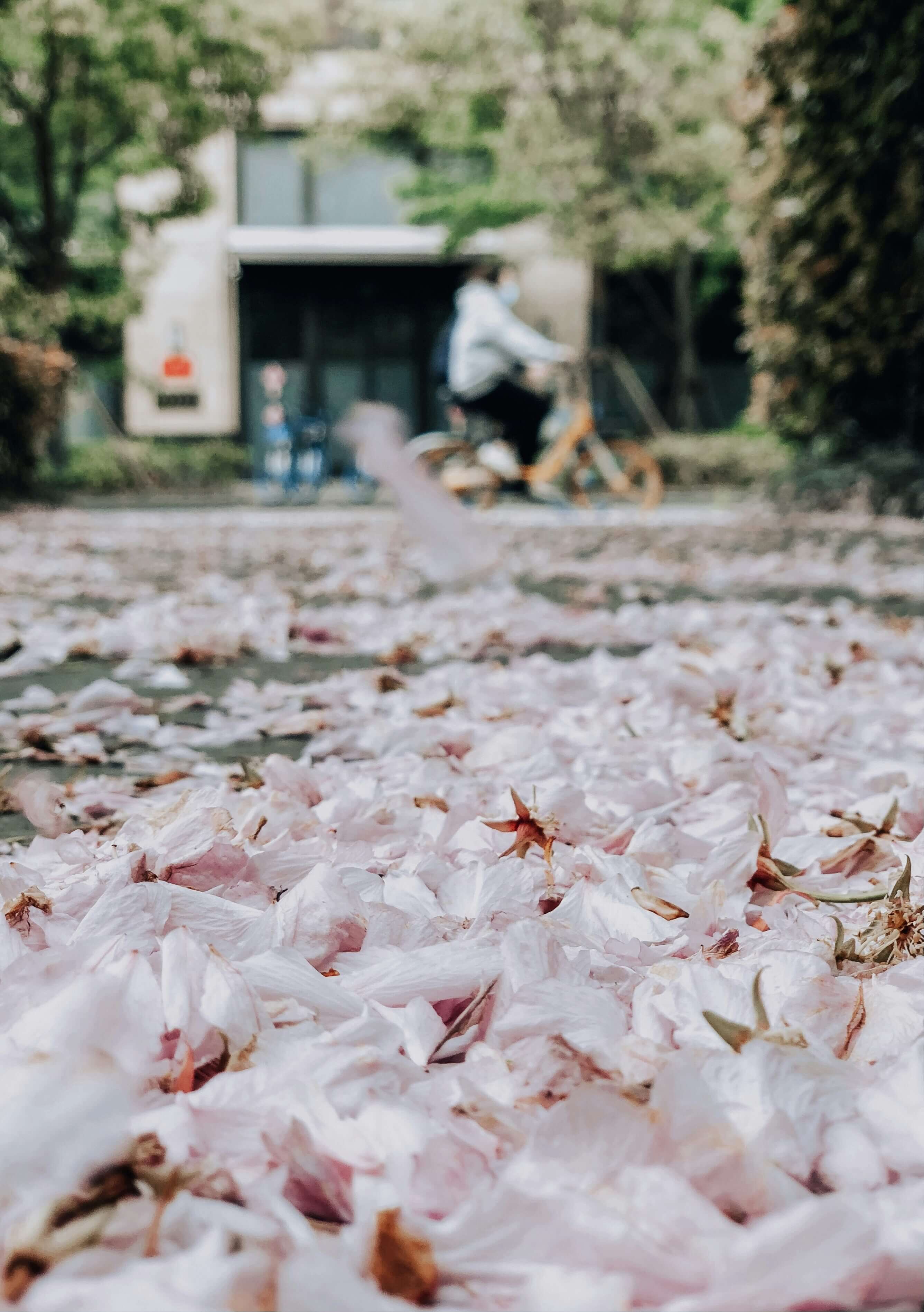 2025년 벚꽃 개화 시기