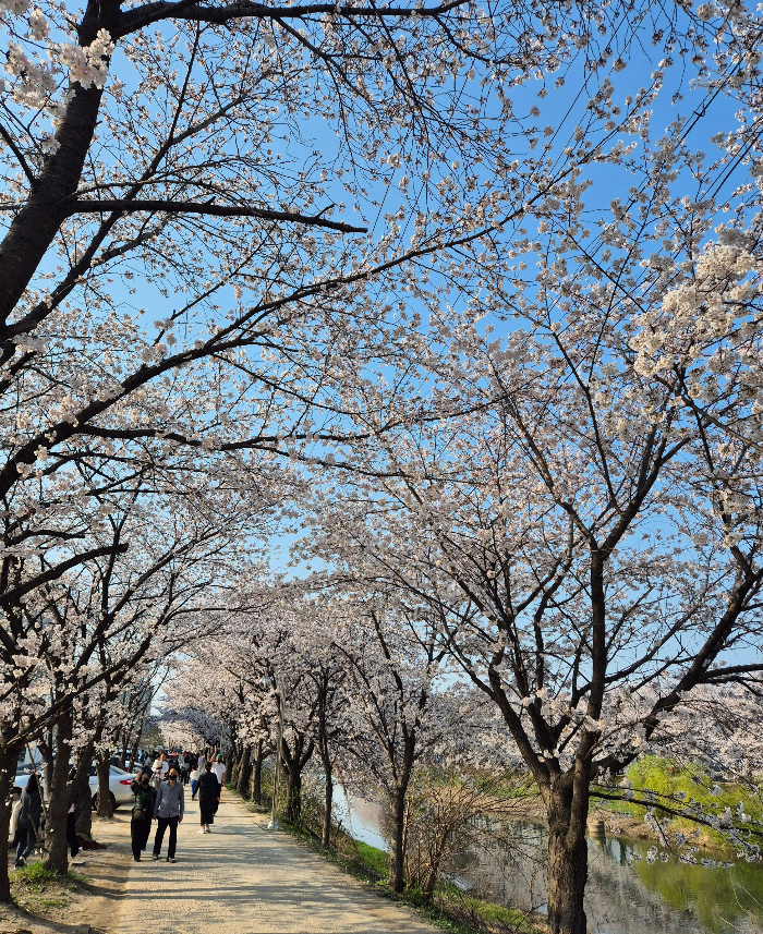 황구지천 벚꽃길5